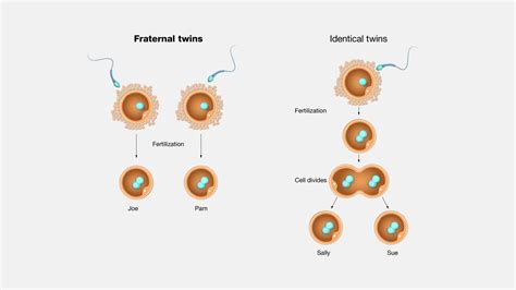 what are the odds of having fraternal twins|Fraternal Twins: Characteristics and Development .